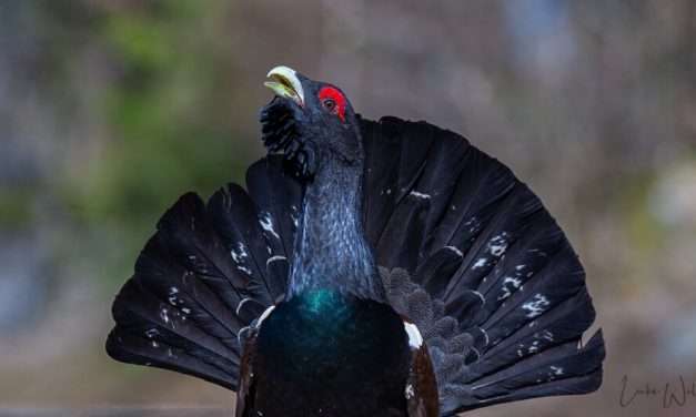 My Tryst With a Capercaillie