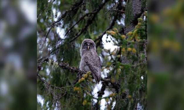 The Owlets of Kuhmo