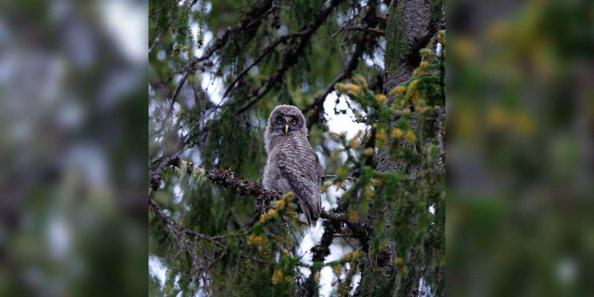 The Owlets of Kuhmo