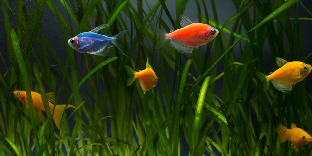 Red flag – Glofish