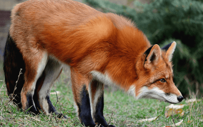 Protected: In an Uncertain World, Be a Fox to Innovate and Thrive