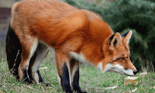 Protected: In an Uncertain World, Be a Fox to Innovate and Thrive