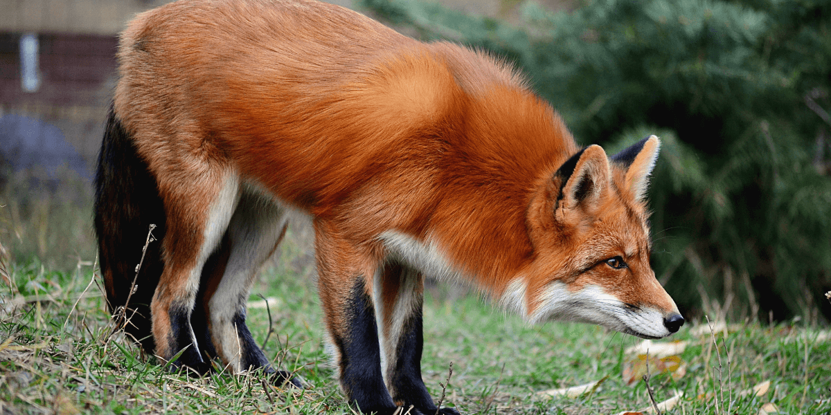 Protected: In an Uncertain World, Be a Fox to Innovate and Thrive